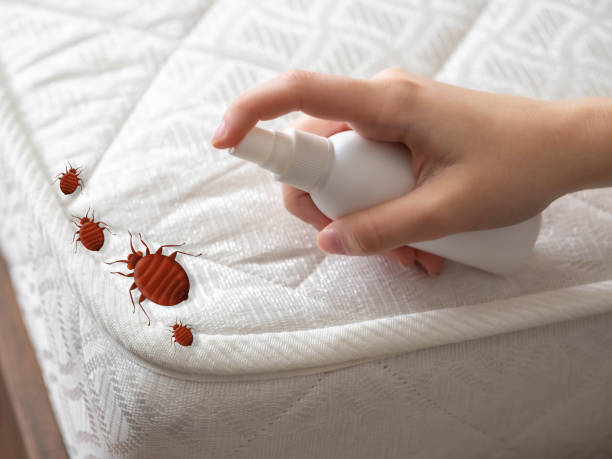 Best Pest Prevention Services  in Lemay, MO